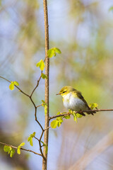 Leaf warbler sitting in a budding tree at springtime
