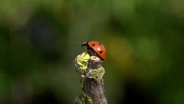 ladybird climbing a twig and taking off, CU, slow motion 2