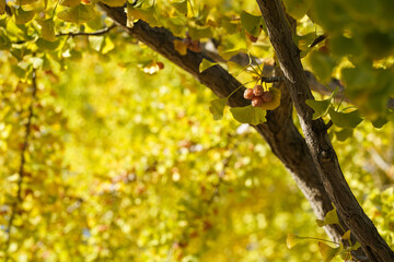 イチョウの木になる銀杏