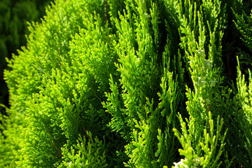 針葉樹（コニファー）のクローズアップ