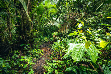 Ecuador Rainforest. Green nature hiking trail path in tropical jungle. Mindo Valley - Nambillo Cloud Forest, Ecuador, Andes. South America.