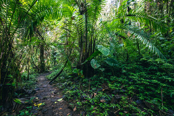 Obraz premium Ecuador Rainforest. Green nature hiking trail path in tropical jungle. Mindo Valley - Nambillo Cloud Forest, Ecuador, Andes. South America.