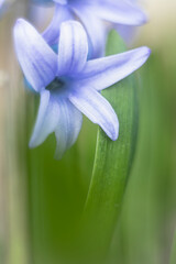 Fototapeta premium Юрій Іванчук 0979732252,0663029391, fire_off@ukr.net