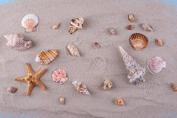 Fototapeta na wymiar Summer nautical marine background with shell