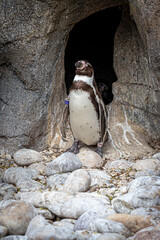 Naklejka premium a penguin standing in front of a cave entrance