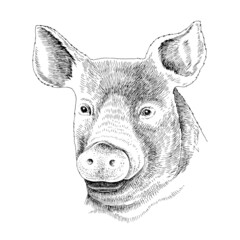 Pig head. Vector vintage engraving.