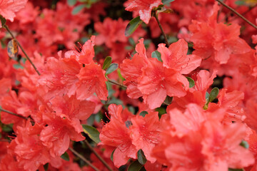 Pink Rhododendron 'Orange Beauty' in flower