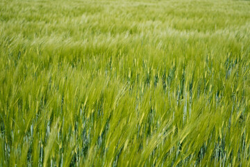green wheat  field in spring                                                             