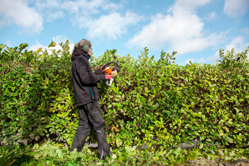 Man with Garden gasoline scissors, trimming green Prunus Laurocerasus bush, Rosaceae - Rosales...