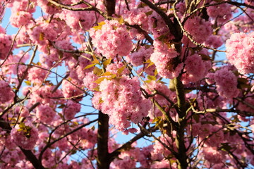 FU 2020-04-09 Kirsch 185 Am Baum wachsen puschelige rosa Kirschblüten
