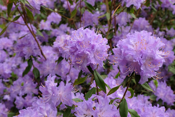 Pretty Blue Rhododendron  in flower
