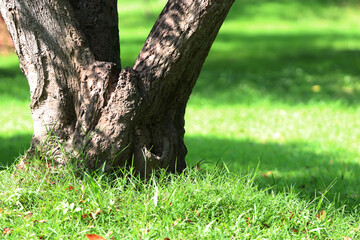 Wooden Bark in the garden , Close up Texture