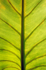 vein of leaf texture in sunlight