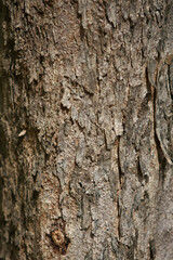 Wooden Bark in the garden , Close up Texture