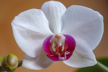 Orchid branch, floral background. Purple orchid flower phalaenopsis, falah.