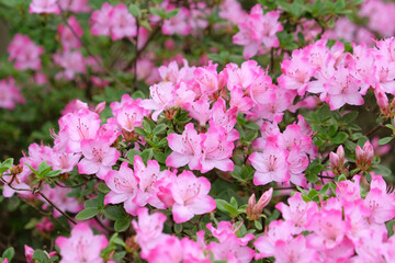 Pink Rhododendron 'komo-kulshan' in flower