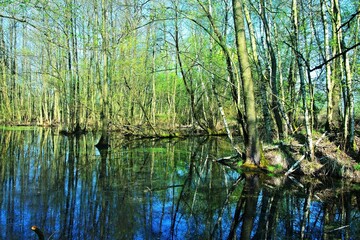 Obraz premium Czech Republic-view of the nature reserve-wetland