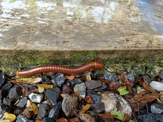 long millipede walks on the stone floor.