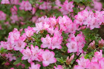 Fototapeta na wymiar Pink Rhododendron 'komo-kulshan' in flower