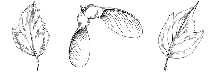 Acer negundo sketch drawing illustration. Maple nature engraved style illustration. Detailed plants product. The best for design logo, menu, label, icon, stamp.