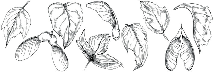 Acer negundo sketch drawing illustration. Maple nature engraved style illustration. Detailed plants product. The best for design logo, menu, label, icon, stamp.