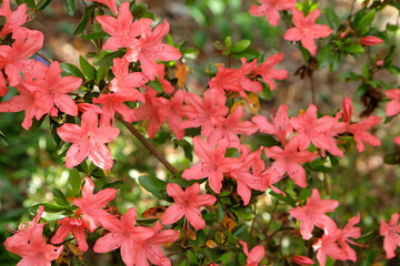 Orange Rhododendron ÔTama no utenaÕ in flower