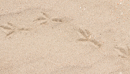The footprint of bird paws on the sand. Abstract background.
