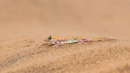 A Namib sand gecko, or gecko palmato, small colorful lizard in the Namib desert
