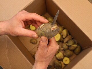 male hands hold seed potatoes with roots and a knife cut the vegetable into two parts, preparing potato seeds for planting in the garden plot, germinated potatoes for growing organic crops