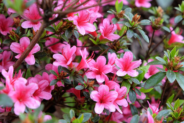 Pink Rhododendron ÔSilvesterÕ in flower