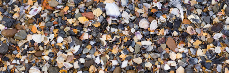 Seashell-pebble beach - background image.