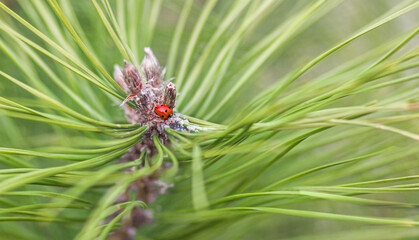 Ladybug on top of a pine branch. Pine needles in defocus. Macro