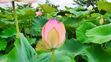 Lotus