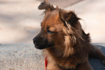 Happy Pomerian Chihuahua dog head turned slightly to one side