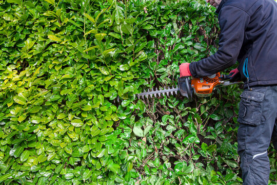 Man with Garden gasoline scissors, trimming green Prunus Laurocerasus bush, Rosaceae - Rosales hedge. Working in the garden in early spring. A man trimming a tall hedge with a motorized hedge trimmer.