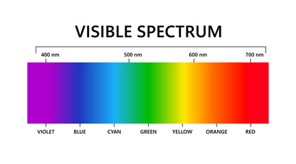 Visible light spectrum. Electromagnetic visible color spectrum for human eye. Vector gradient diagram with wavelength and colors. Educational illustration on white background. - obrazy, fototapety, plakaty
