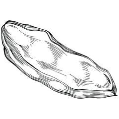 Carob sketch drawing illustration. Carob tree nature engraved style illustration. Detailed plants product. The best for design logo, menu, label, icon, stamp.