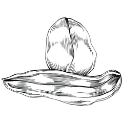 Carob sketch drawing illustration. Carob tree nature engraved style illustration. Detailed plants product. The best for design logo, menu, label, icon, stamp.