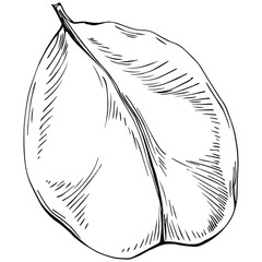 Carob sketch drawing illustration. Carob tree nature engraved style illustration. Detailed plants product. The best for design logo, menu, label, icon, stamp.