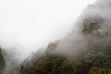 autumn mountains in fog 2