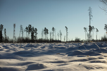 Winter field and forest. Landscape on deforestation. Open space in natural park.