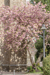 April 2022: Beautiful cherry blossom trees in Aachen-Eilendorf. St. Severin 