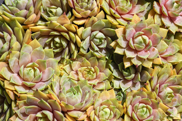 Obraz premium Lots of beautiful Sempervivum - houseleek rosettes, colourful and bright in the sunshine garden.