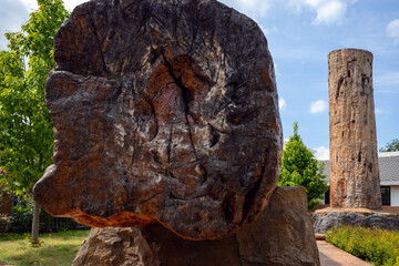 petrified wood fossil and green tree