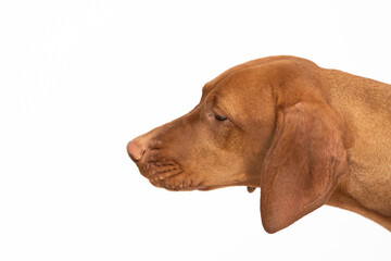 Female dog looks down. The Hungarian Shorthaired Pointed Dog's head.