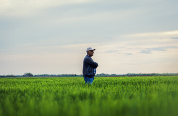 Senior farmer standing in barley field examining crop.