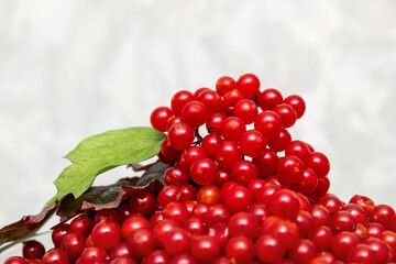 Ripe viburnum berries with leaves. The benefits of the product and vitamin nutrition. It is used in medicine. Harvesting. Close-up. Macro snapshot. Soft focus.