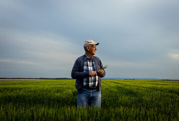 Senior farmer standing in barley field  examining crop at sunset.