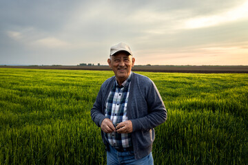 Naklejka na ściany i meble Portrait of senior farmer standing in barley field at sunset.