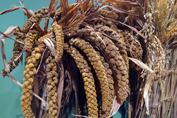 Sorghum Millet 